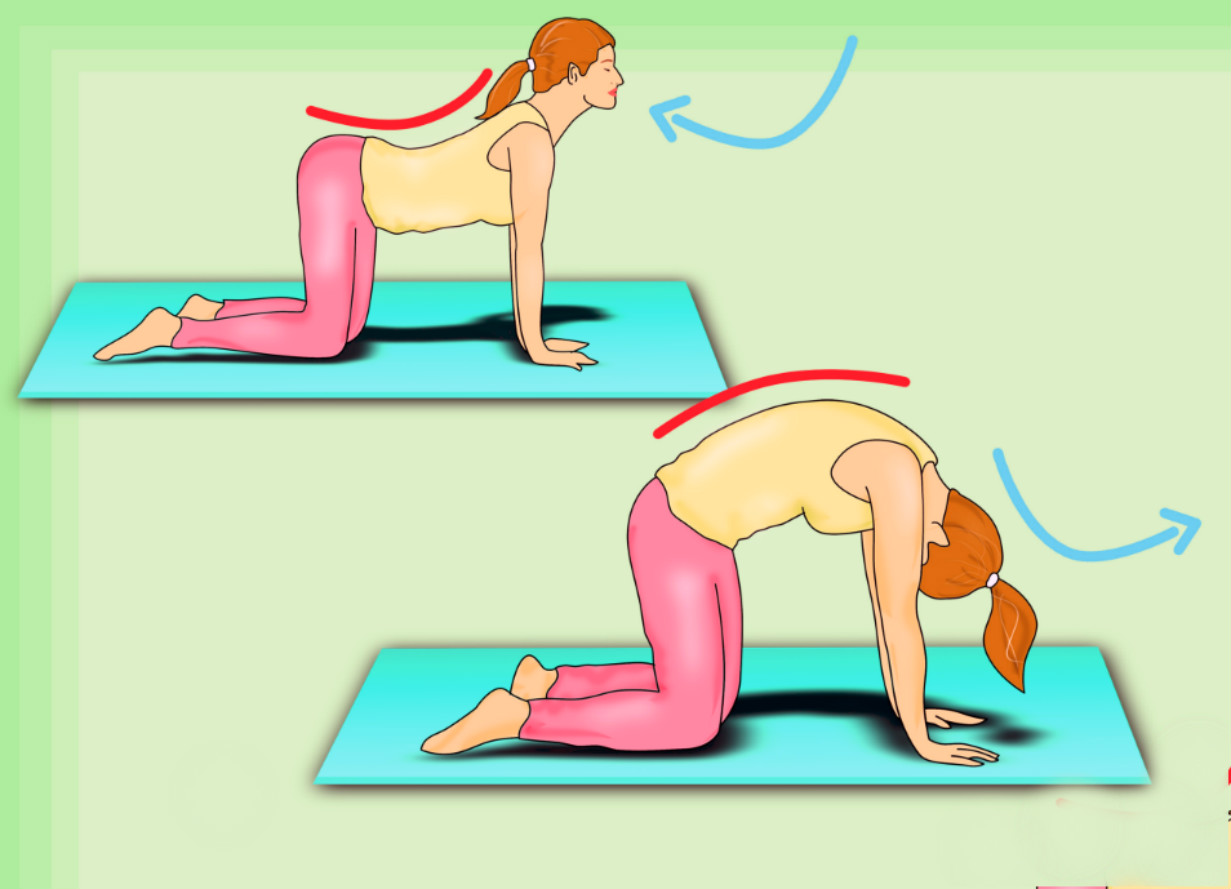 виньяса из поз кошки