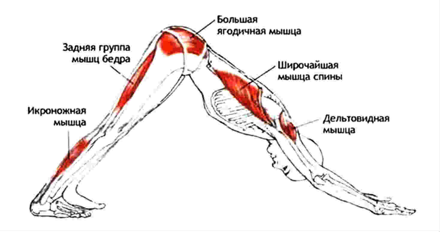 собака вниз йога
