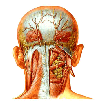 головные боли из-за спазма