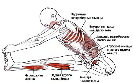вытяжение позвоночника в джану сиршасане