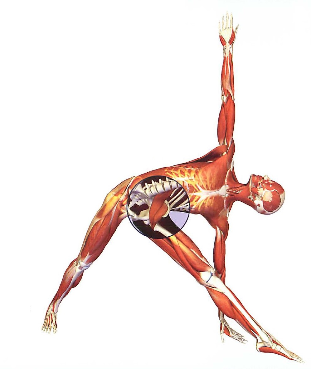 подвздошная мышца в Триконасане