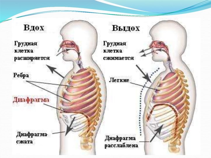 процесс дыхания