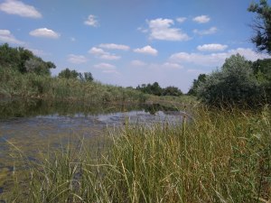 река молочка