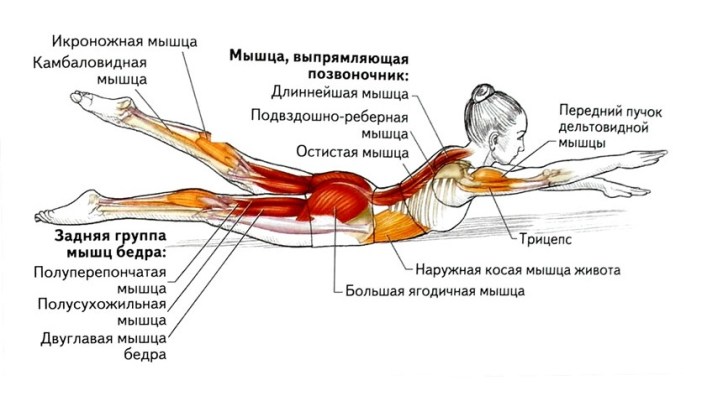 ардха шалабхасана йога