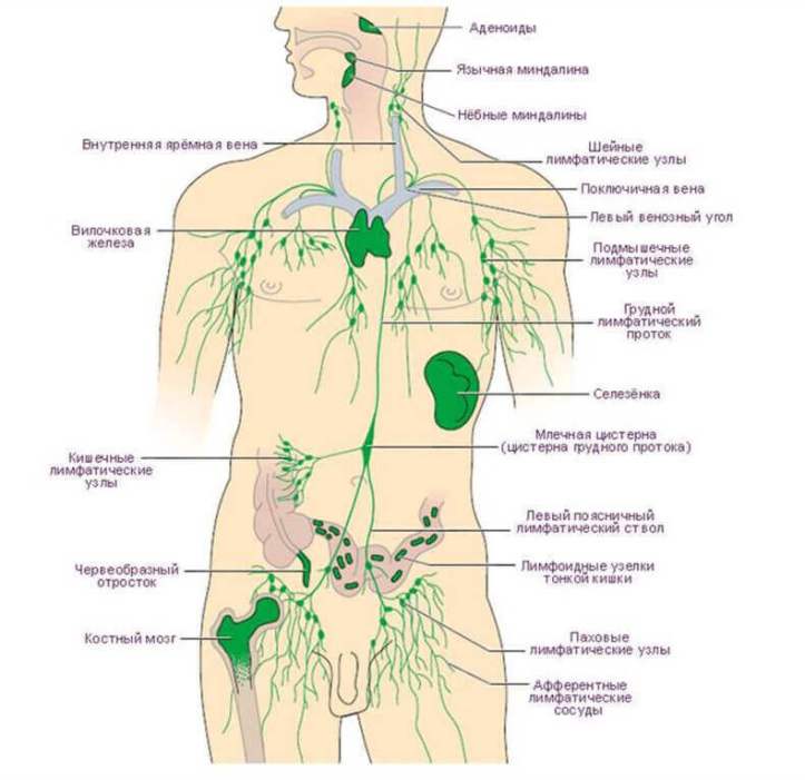 лимфатическая система человека