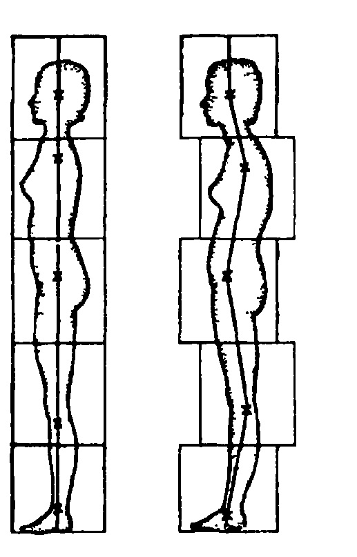 что такое ось тела