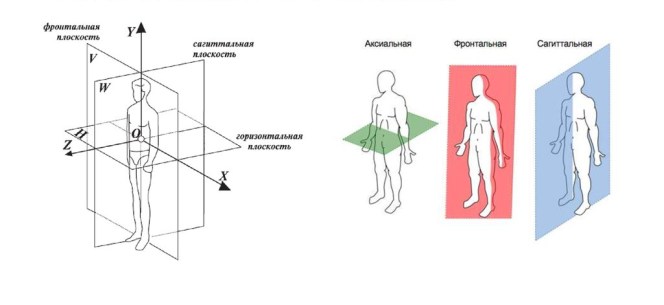 плоскости тела человека