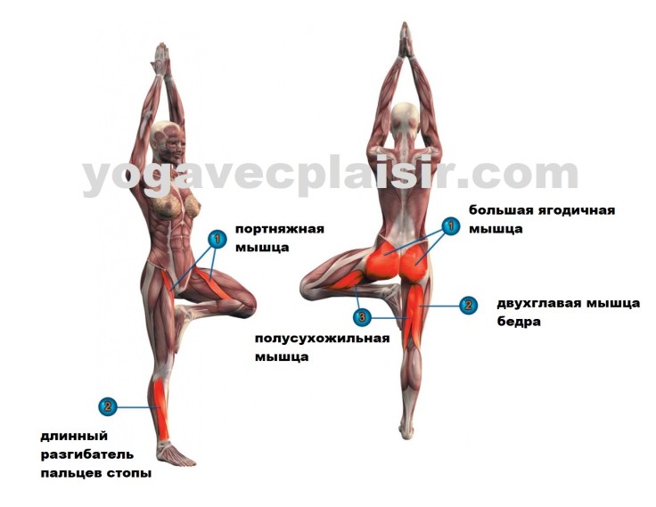 анатомия врикшасаны