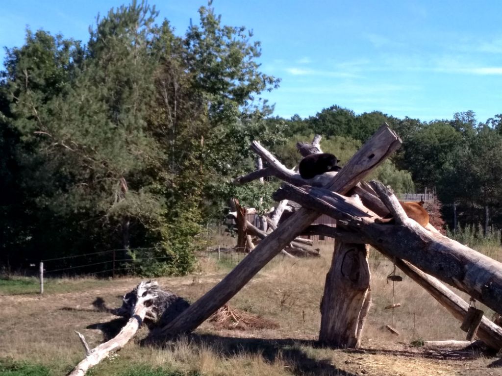 медведи в Сант-Круа