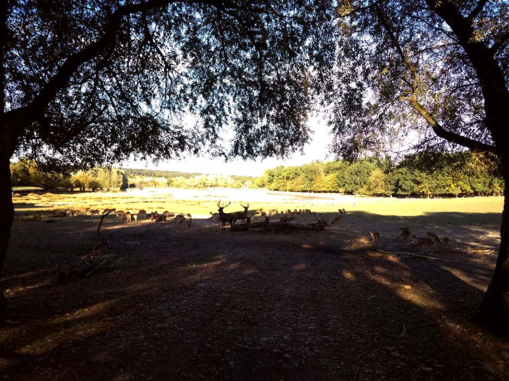 национальный зоологический парк Франции