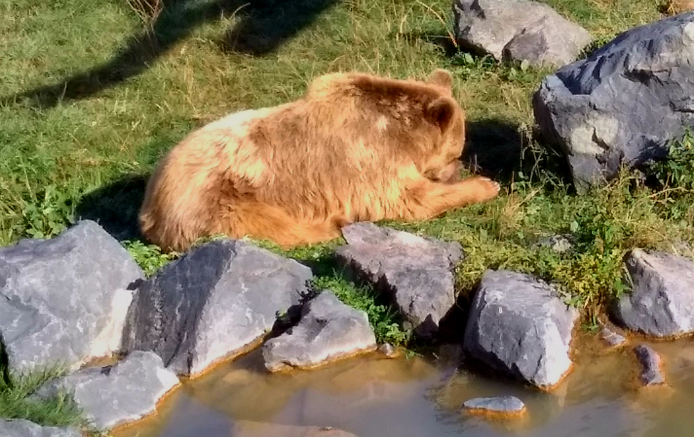 рыжий медведь на отдыхе